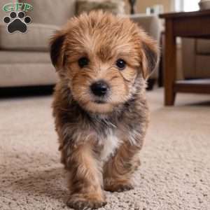 Jasper, Morkie / Yorktese Puppy